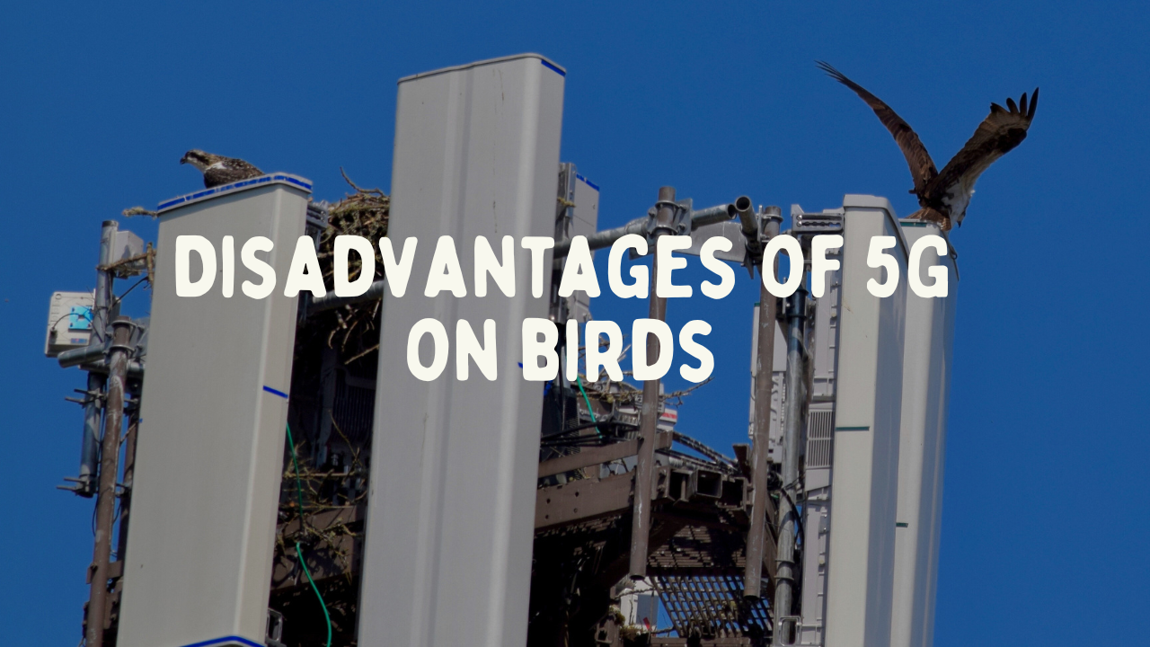 Potential Risks of 5G on Birds: Disadvantages and  Impact